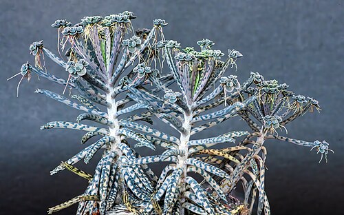 Chandelier Plant reference