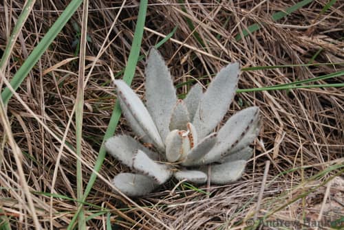 Panda Plant reference
