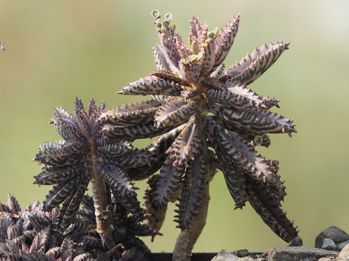 Houghton's Hybrid reference