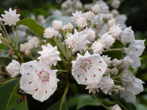 Mountain Laurel reference
