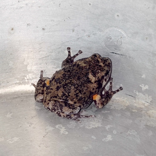 Brown Bullfrog reference