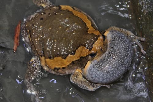 Banded Bullfrog reference