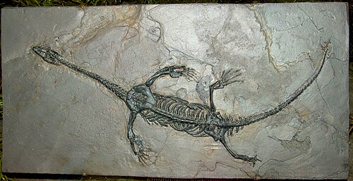 Keichousaur reference