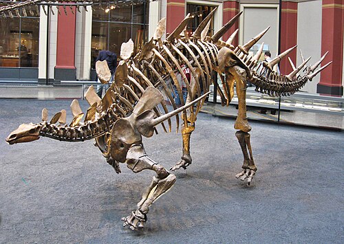 Kentrosaurus reference