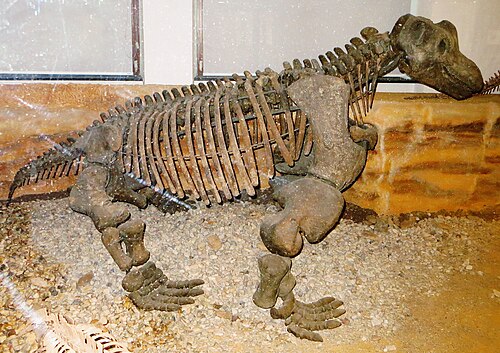Keratocephalus reference