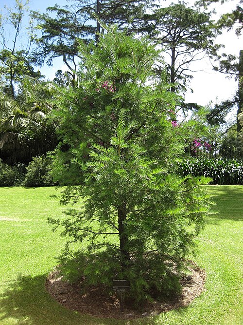 Yunnan Keteleeria reference