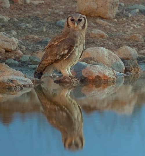 Verreaux's Eagle-Owl reference