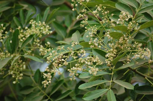 African Mahogany reference