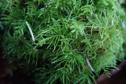 Common Feather-moss reference