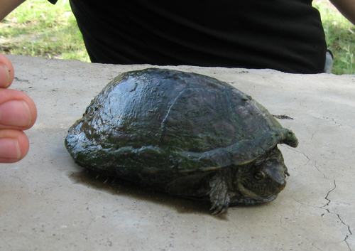 Rough-footed Mud Turtle reference