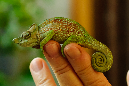 Strange-nosed Chameleon reference