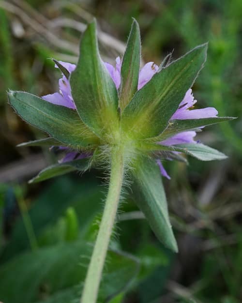 Field Scabious reference
