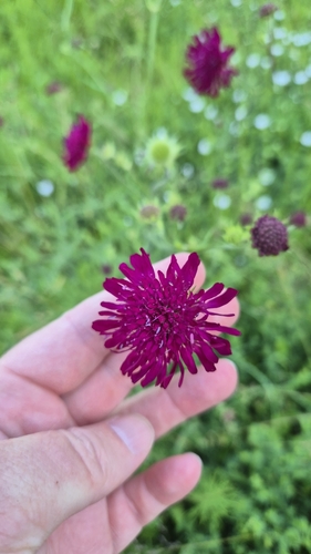 Macedonian Scabious reference