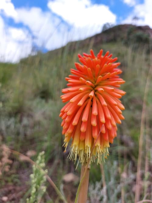 Common Torch Lily reference