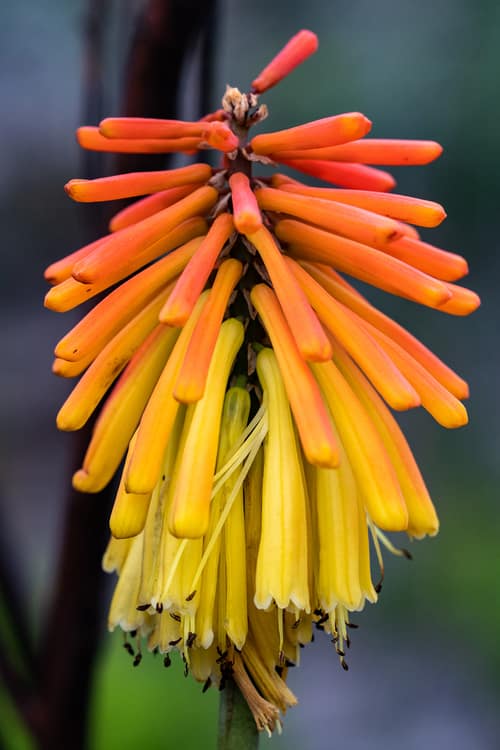 Red Hot Poker reference