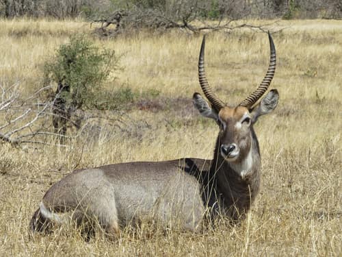 Waterbuck reference