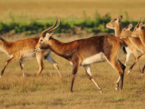 Lechwe reference