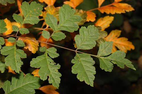 Goldenrain Tree reference