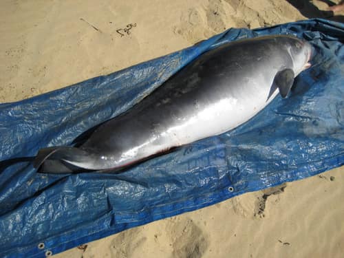 Pygmy Sperm Whale reference