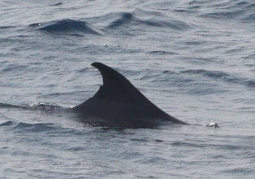 Dwarf Sperm Whale reference