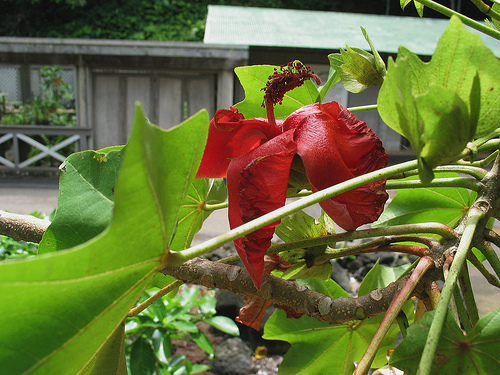 Cooke's Kokiʻo reference