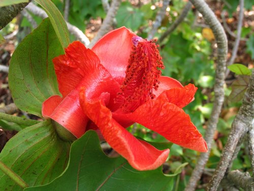 Hawaiʻi Treecotton reference