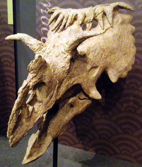 Kosmoceratops reference