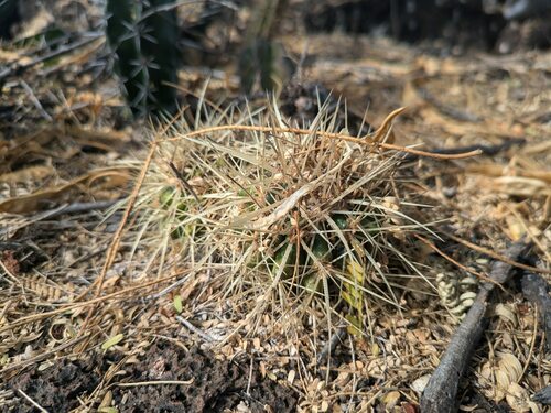 Golden Barrel Cactus reference