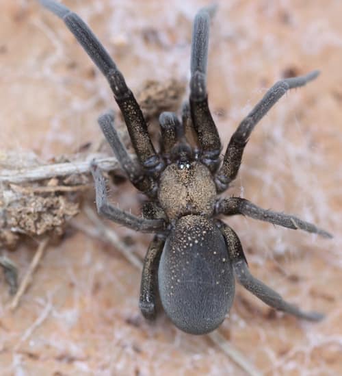 Arizona Black Hole Spider reference