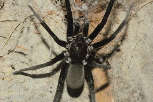 Southern House Spider reference