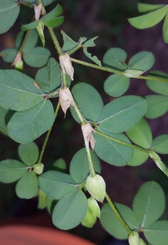 Korean Clover reference