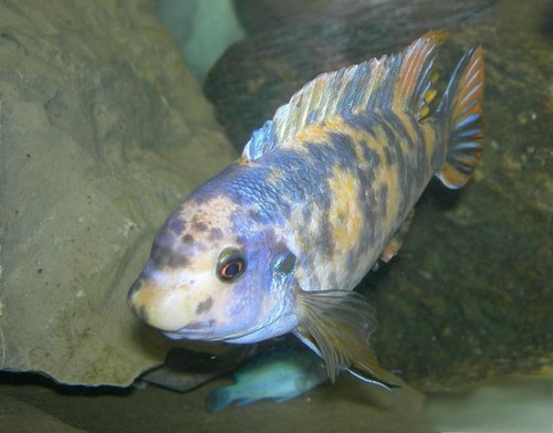 Fuelleborn's Cichlid reference