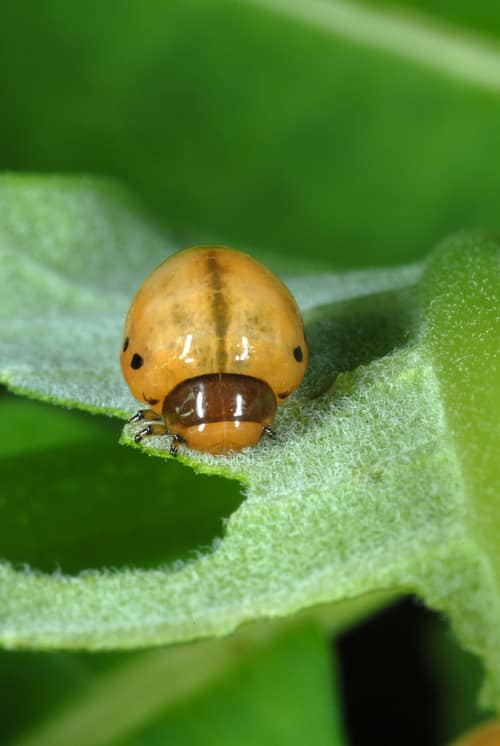 Milkweed Leaf Beetle reference