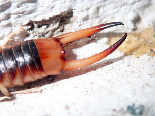 Shore Earwig reference