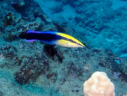 Hawaiian Cleaner Wrasse reference