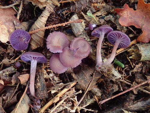 Amethyst Deceiver reference
