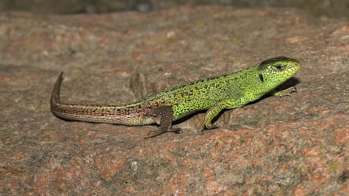 Sand Lizard reference