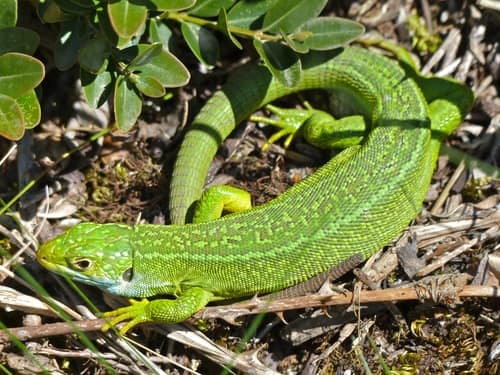 Western Green Lizard reference
