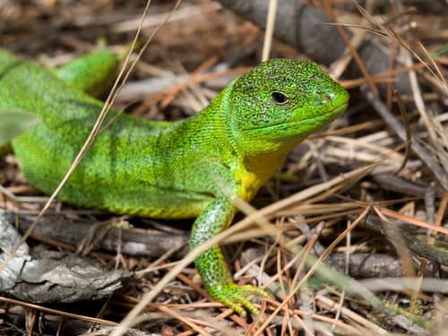 Balkan Green Lizard reference