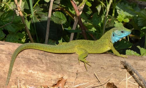 European Green Lizard reference