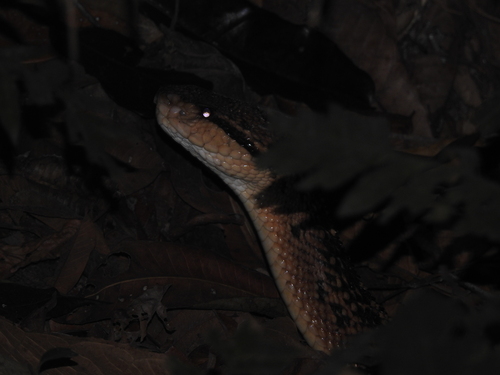 South American Bushmaster reference