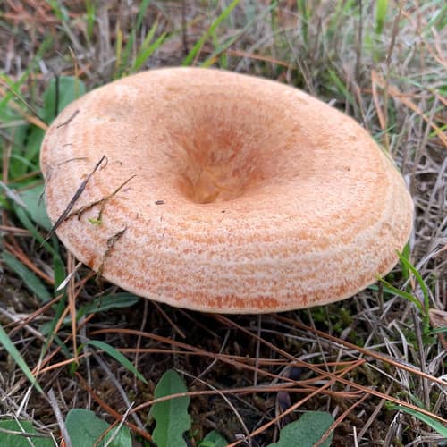 Saffron Milkcap reference