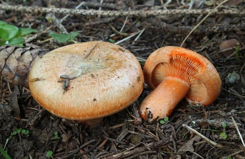 False Saffron Milkcap reference