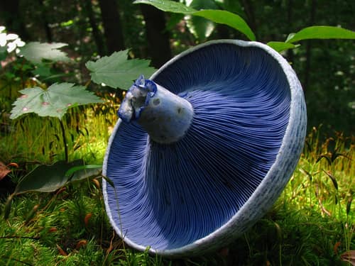Indigo Milkcap reference