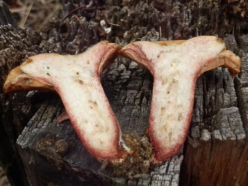 Red Milk Cap reference