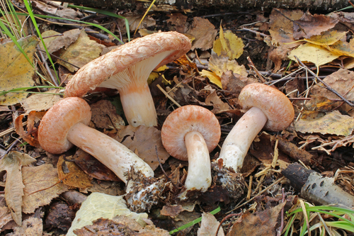 Woolly Milkcap reference