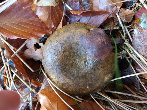 Ugly Milkcap reference