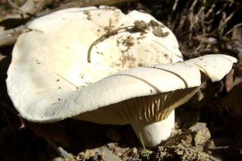 Peppery Milkcap reference