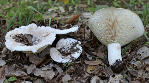 Fleecy Milkcap reference
