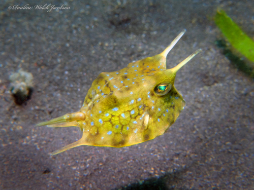Longhorn Cowfish reference